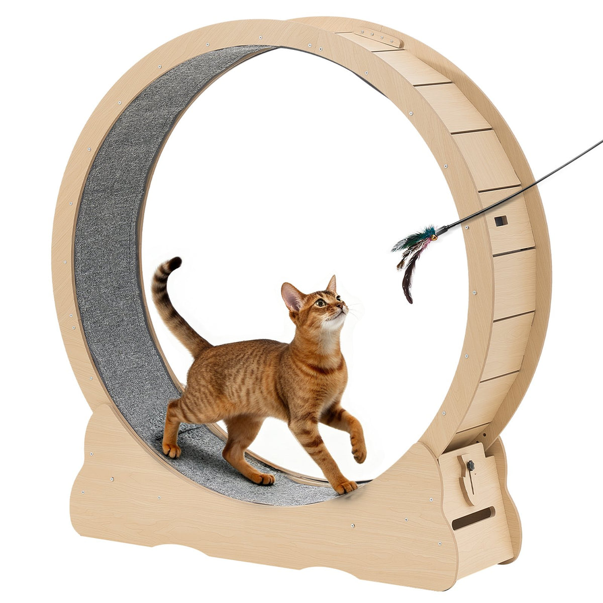The Cat Wheel, a 48 inch solid wood cat exercise wheel with a carpeted running track