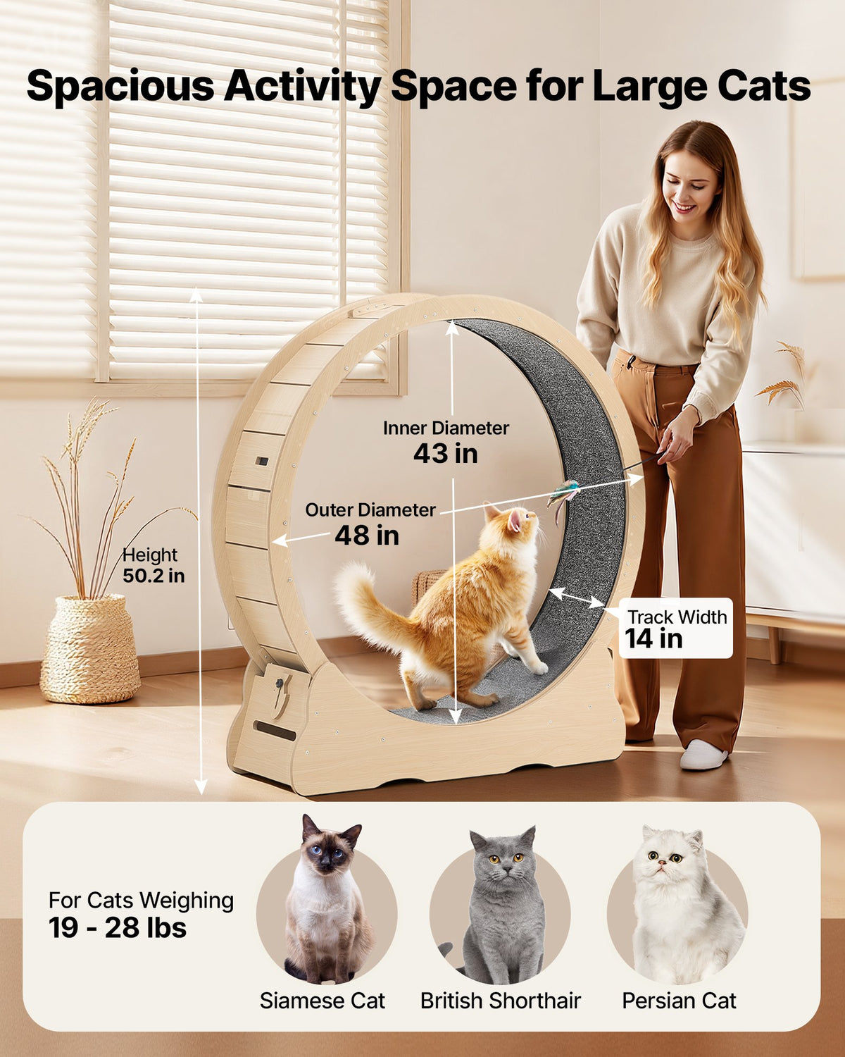 Dimensions of the cat wheel: 48 inch outer diameter, 43 inch inner, 14 inch wide track